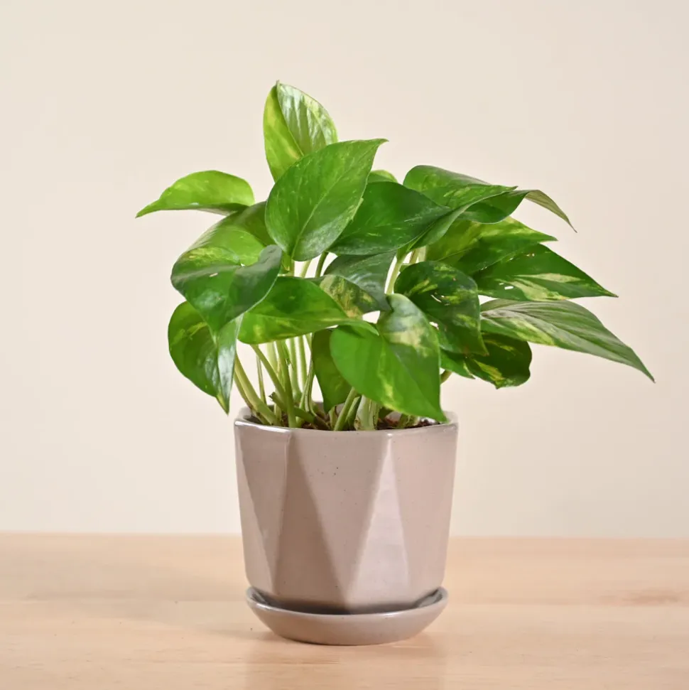 Money Plant Variegated