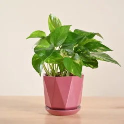 Money Plant Variegated