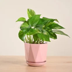 Money Plant Variegated
