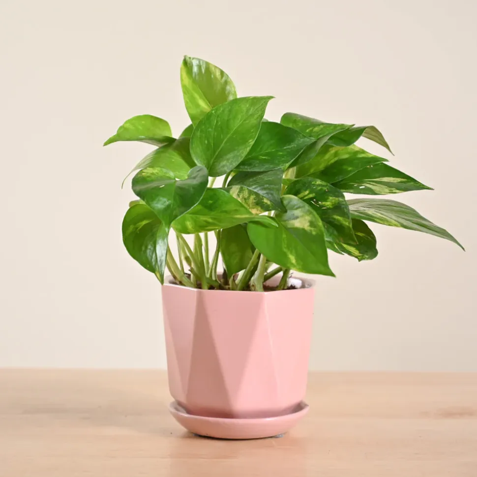 Money Plant Variegated