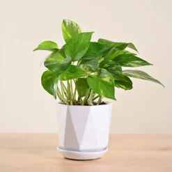 Money Plant Variegated