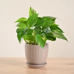 Money Plant Variegated