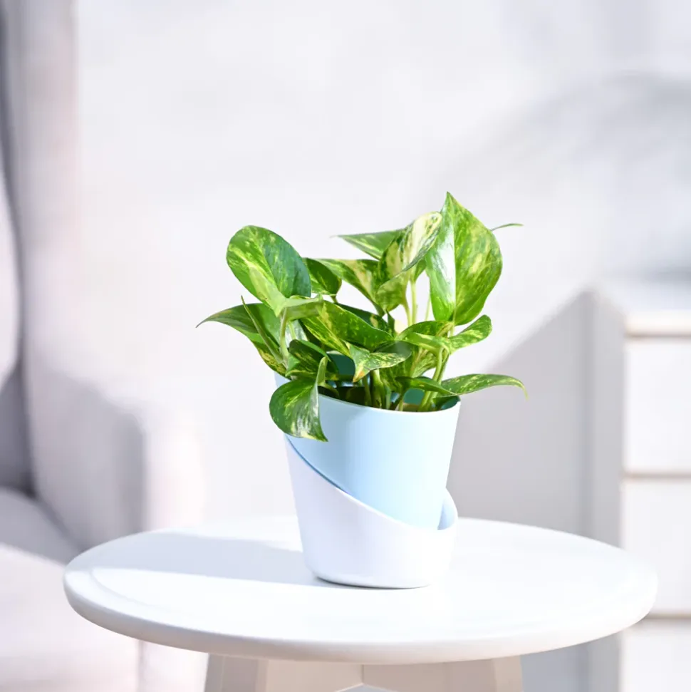 Money Plant Variegated