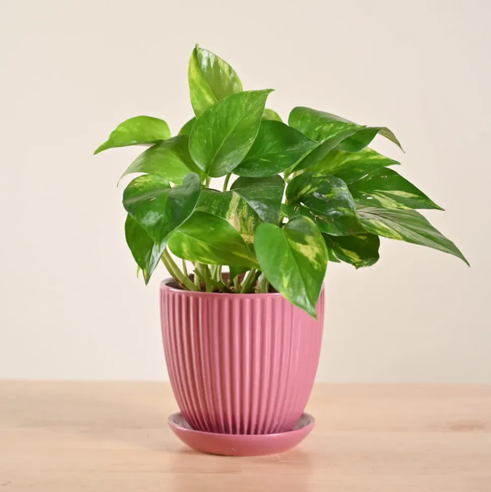 Money Plant Variegated