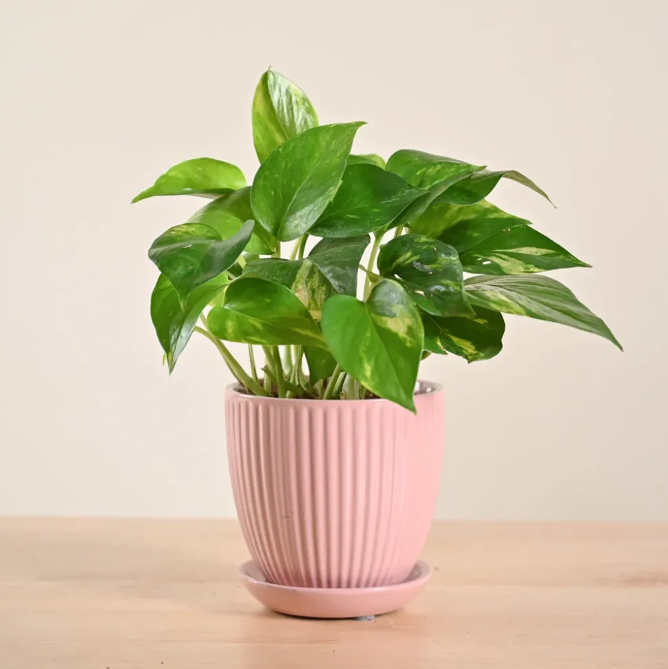 Money Plant Variegated