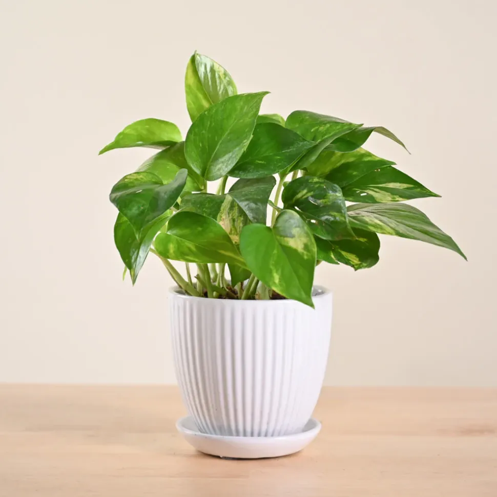 Money Plant Variegated