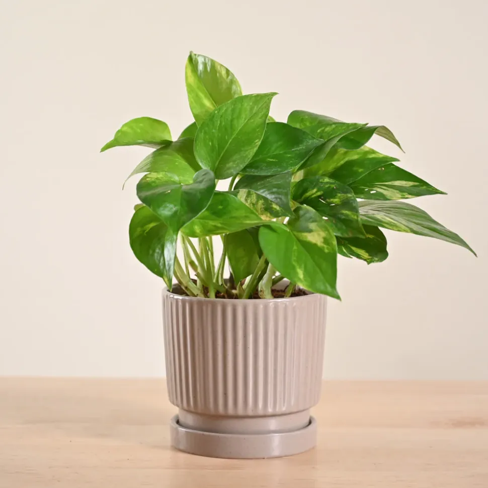 Money Plant Variegated