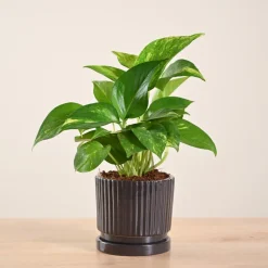 Money Plant Variegated