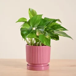 Money Plant Variegated
