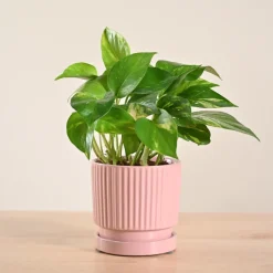 Money Plant Variegated