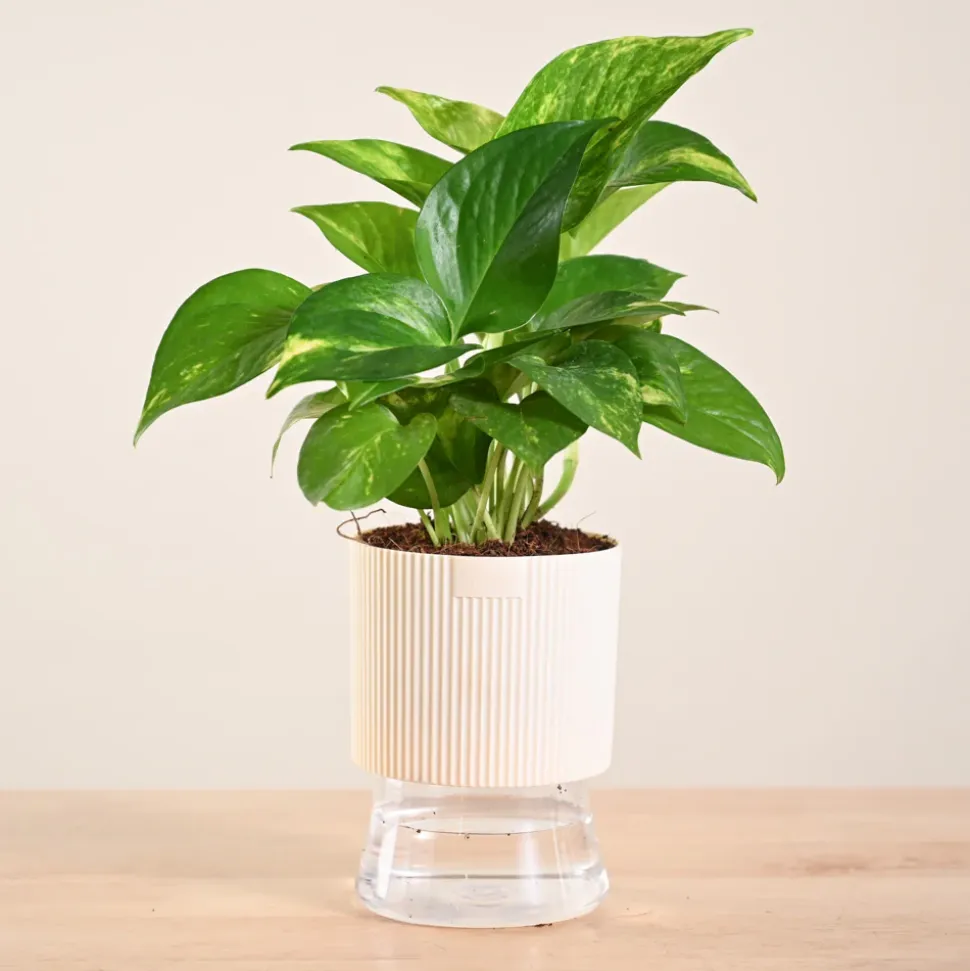 Money Plant Variegated