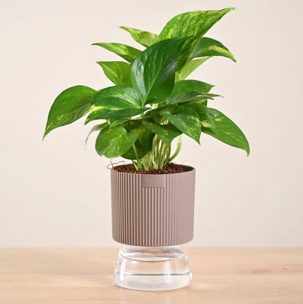Money Plant Variegated