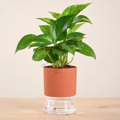 Money Plant Variegated