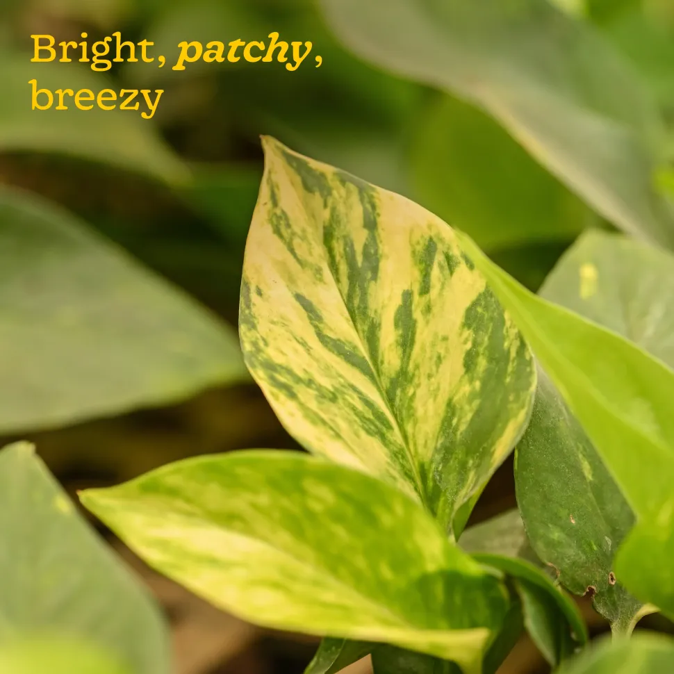 Money Plant Variegated