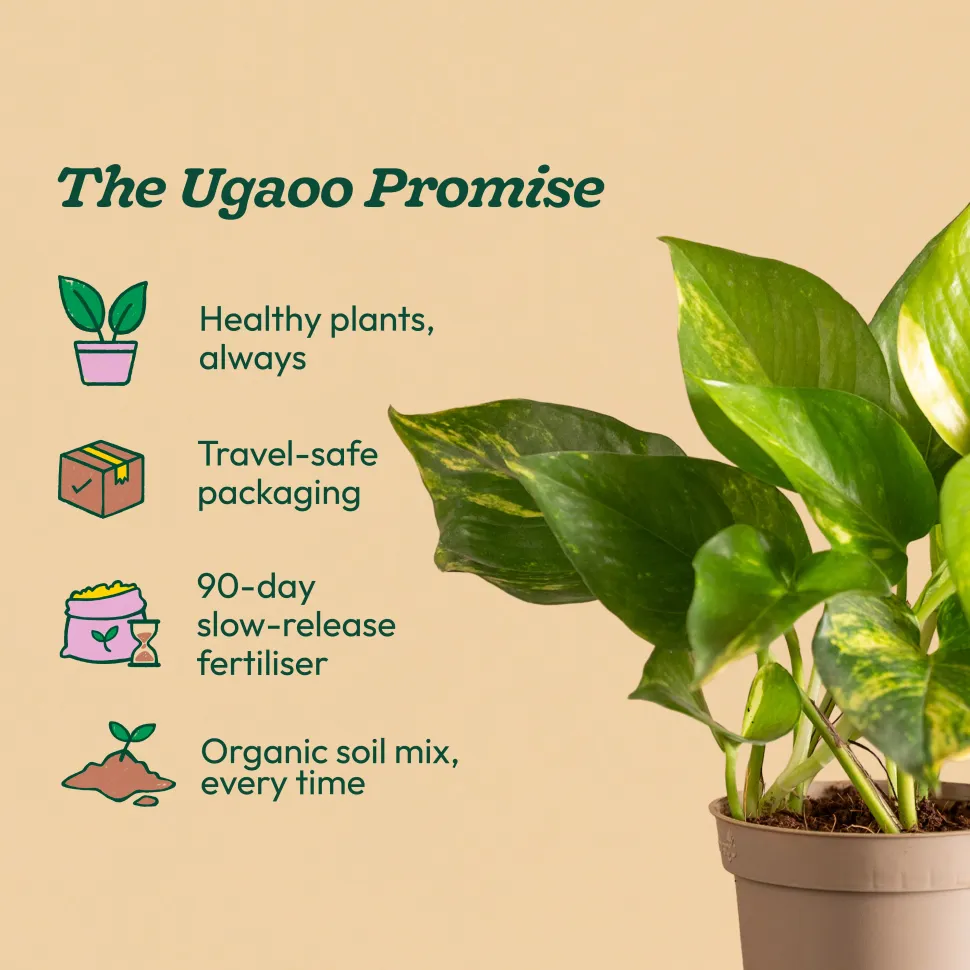 Money Plant Variegated