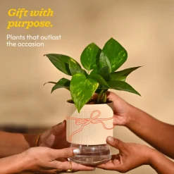 Money Plant Variegated