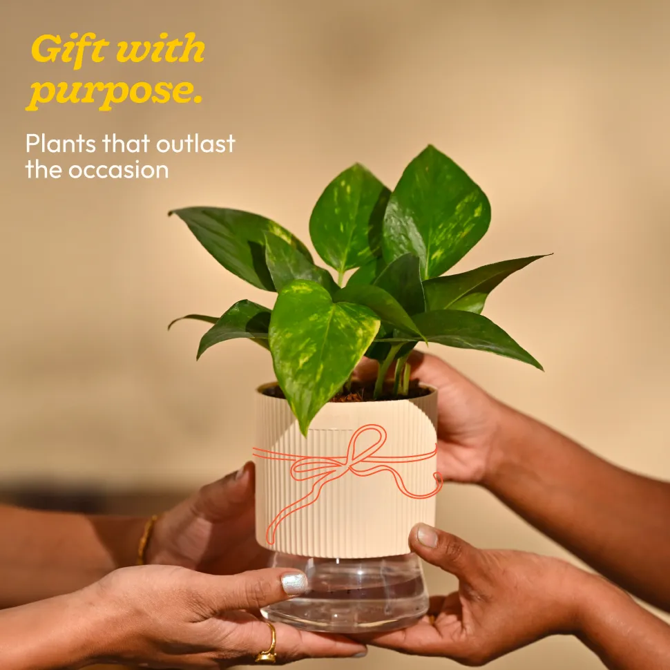 Money Plant Variegated