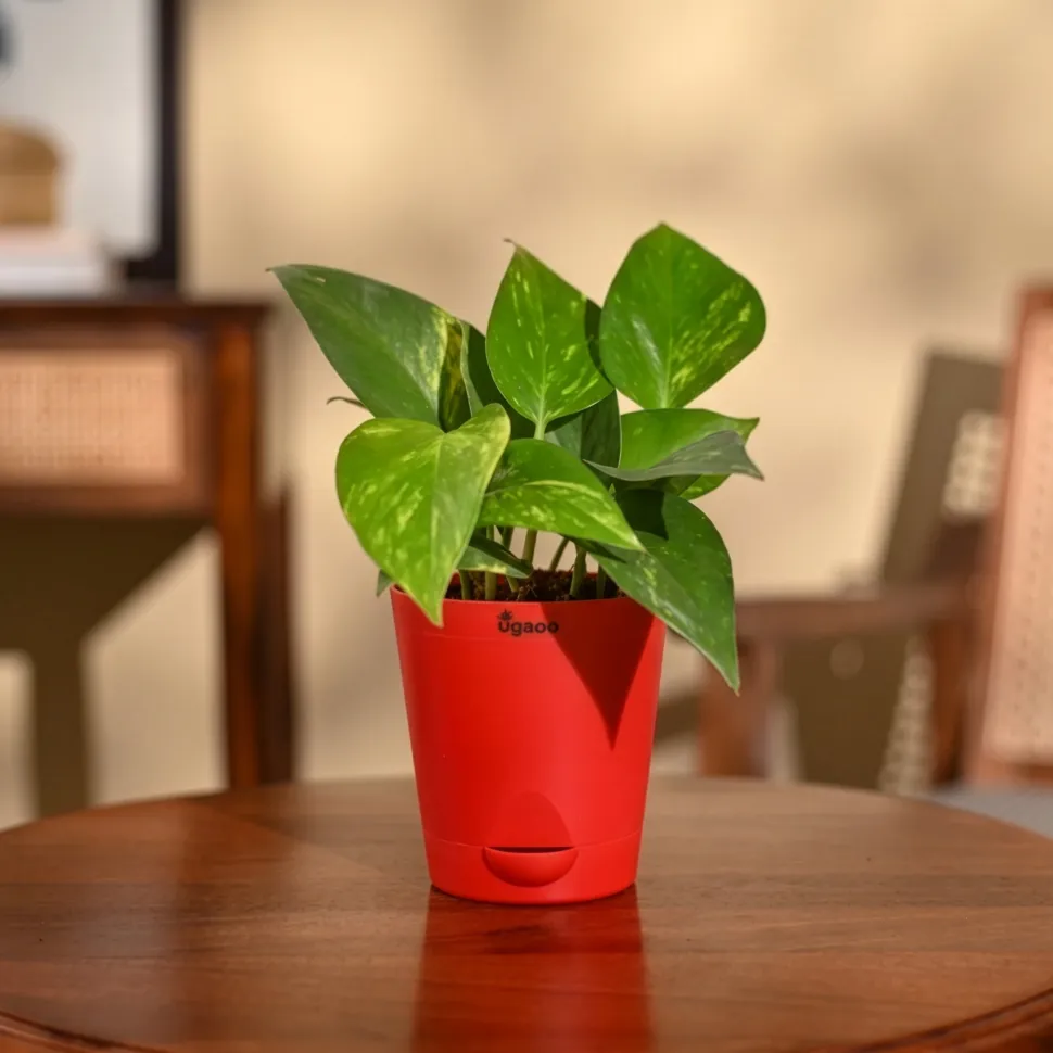 Money Plant Variegated