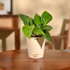 Money Plant Variegated