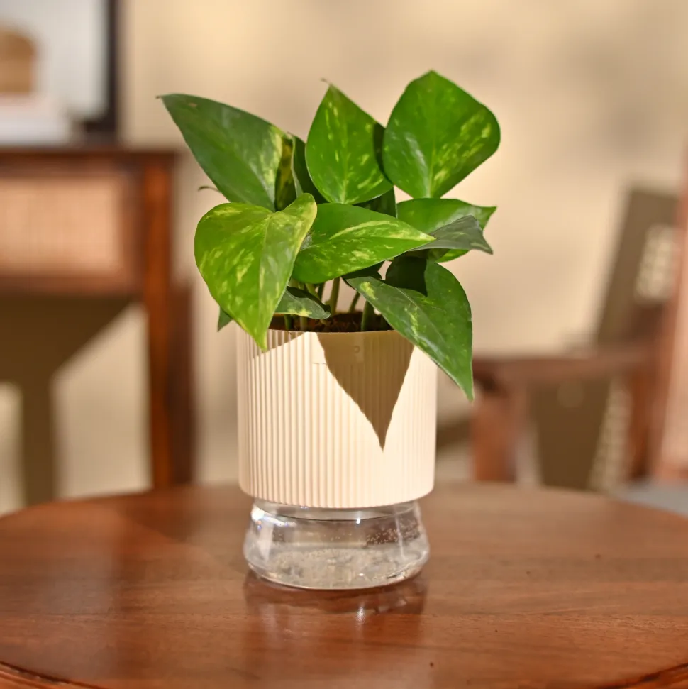 Money Plant Variegated
