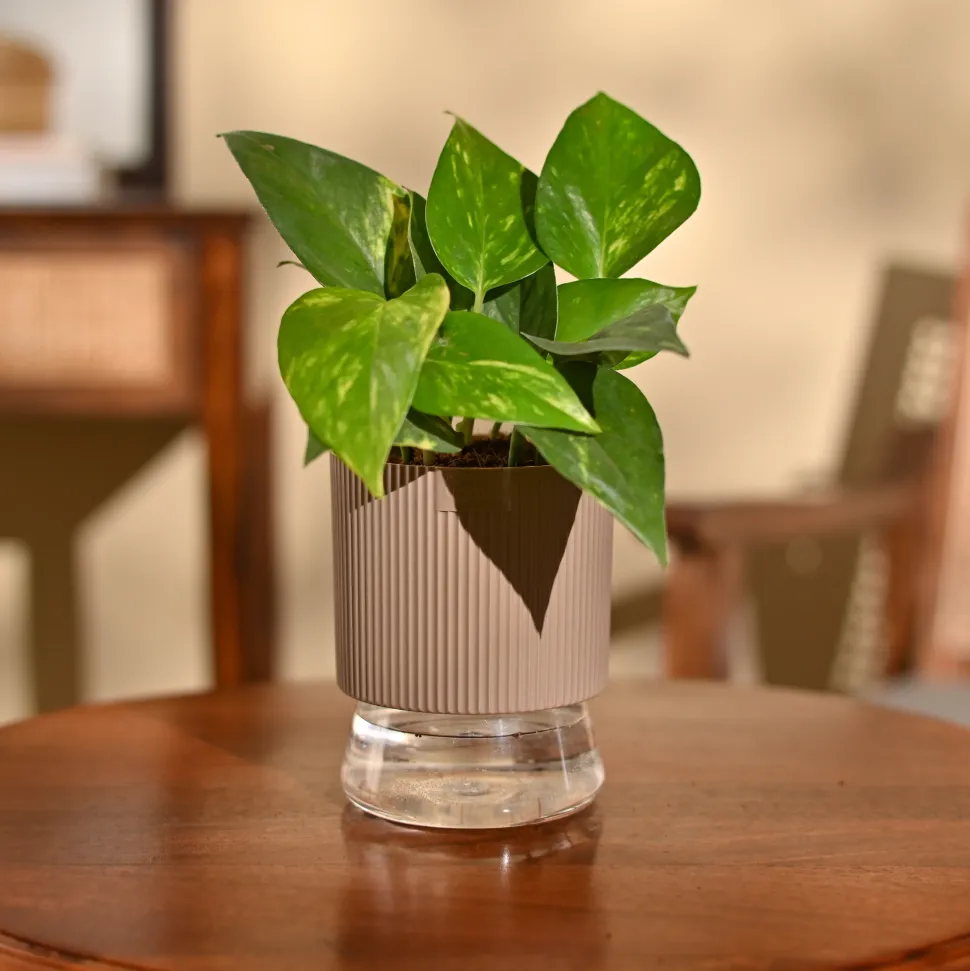 Money Plant Variegated