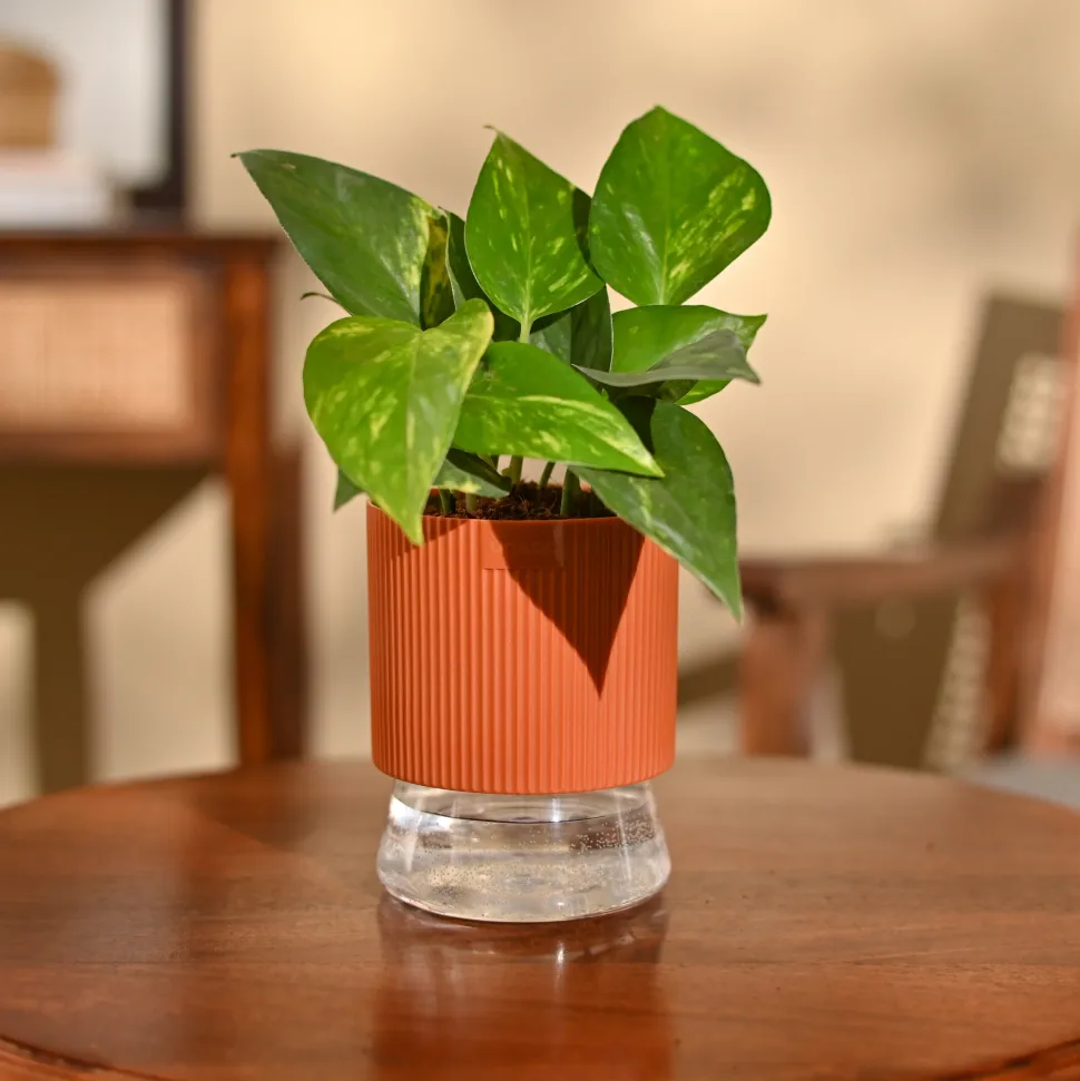 Money Plant Variegated