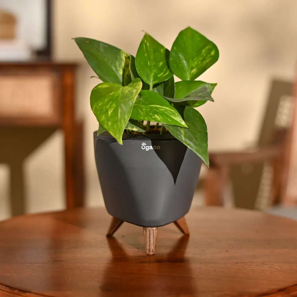 Money Plant Variegated