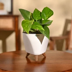 Money Plant Variegated