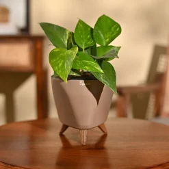 Money Plant Variegated