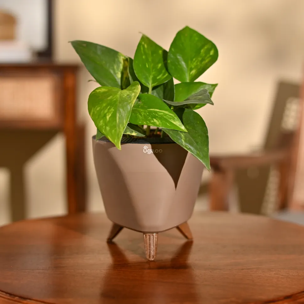 Money Plant Variegated