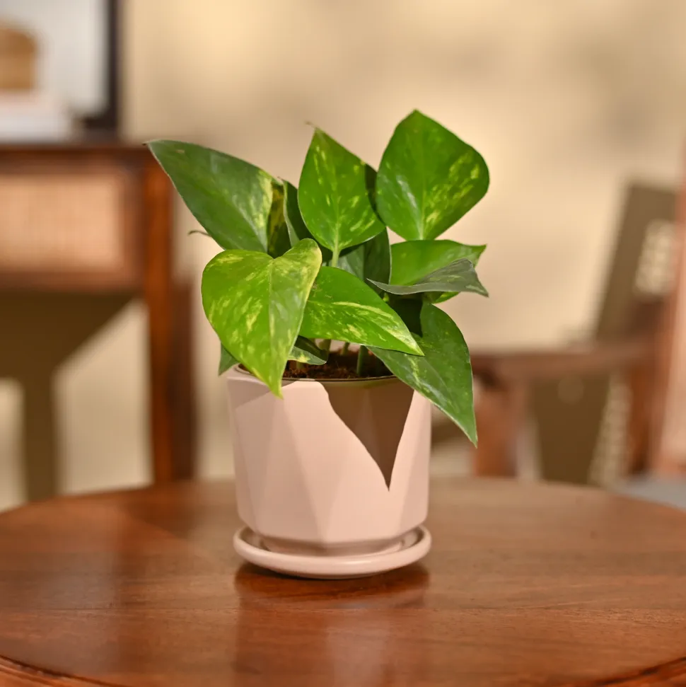 Money Plant Variegated