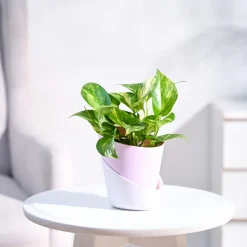 Money Plant Variegated