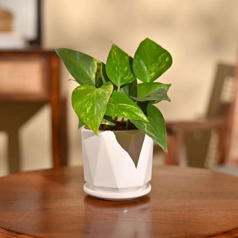 Money Plant Variegated