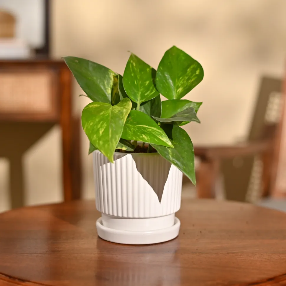 Money Plant Variegated