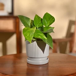 Money Plant Variegated