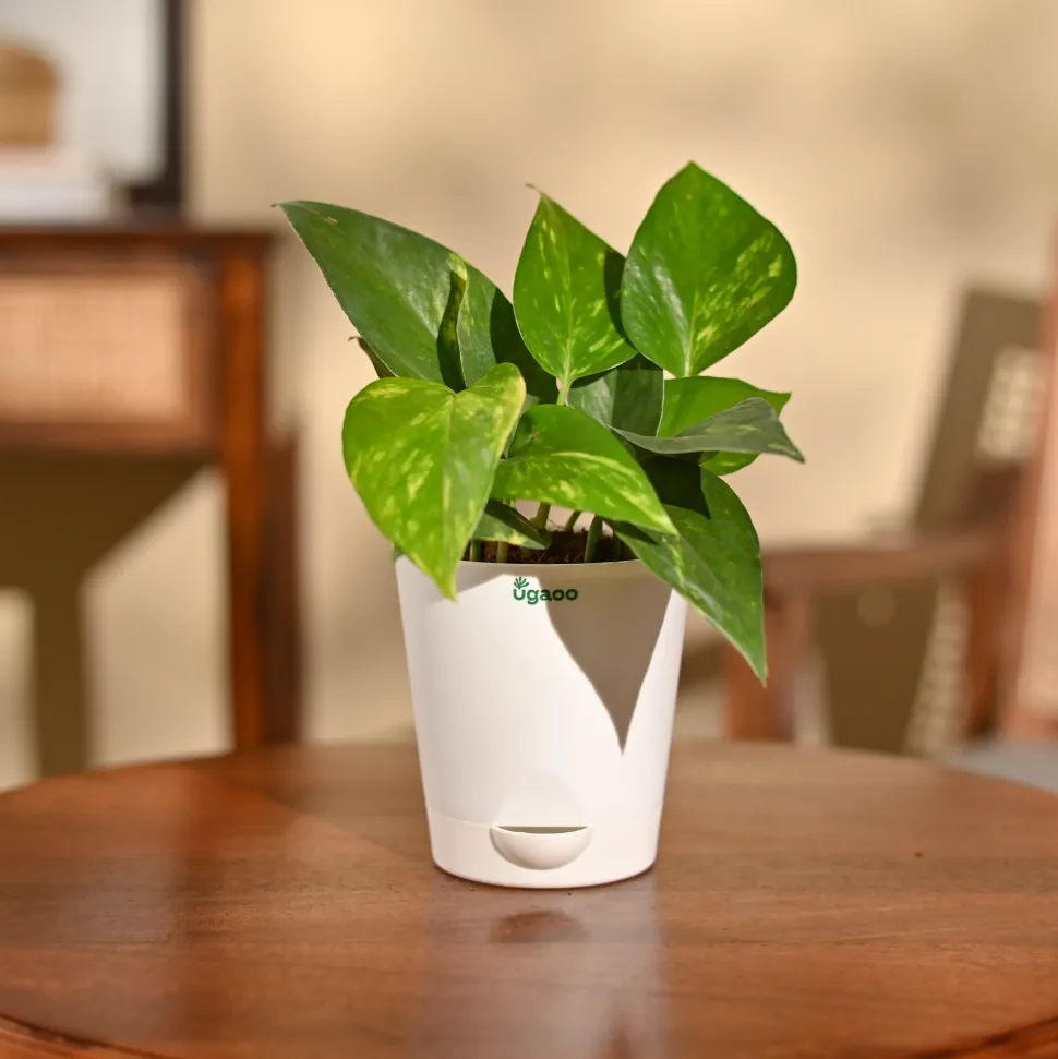 Money Plant Variegated