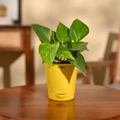 Money Plant Variegated