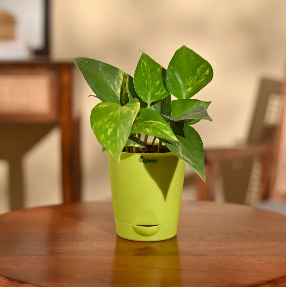 Money Plant Variegated