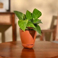 Money Plant Variegated