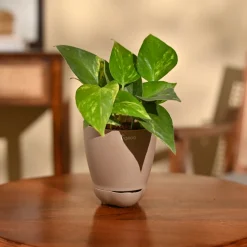 Money Plant Variegated