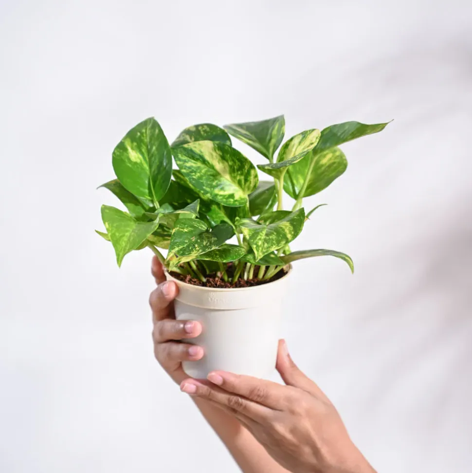 Money Plant Variegated