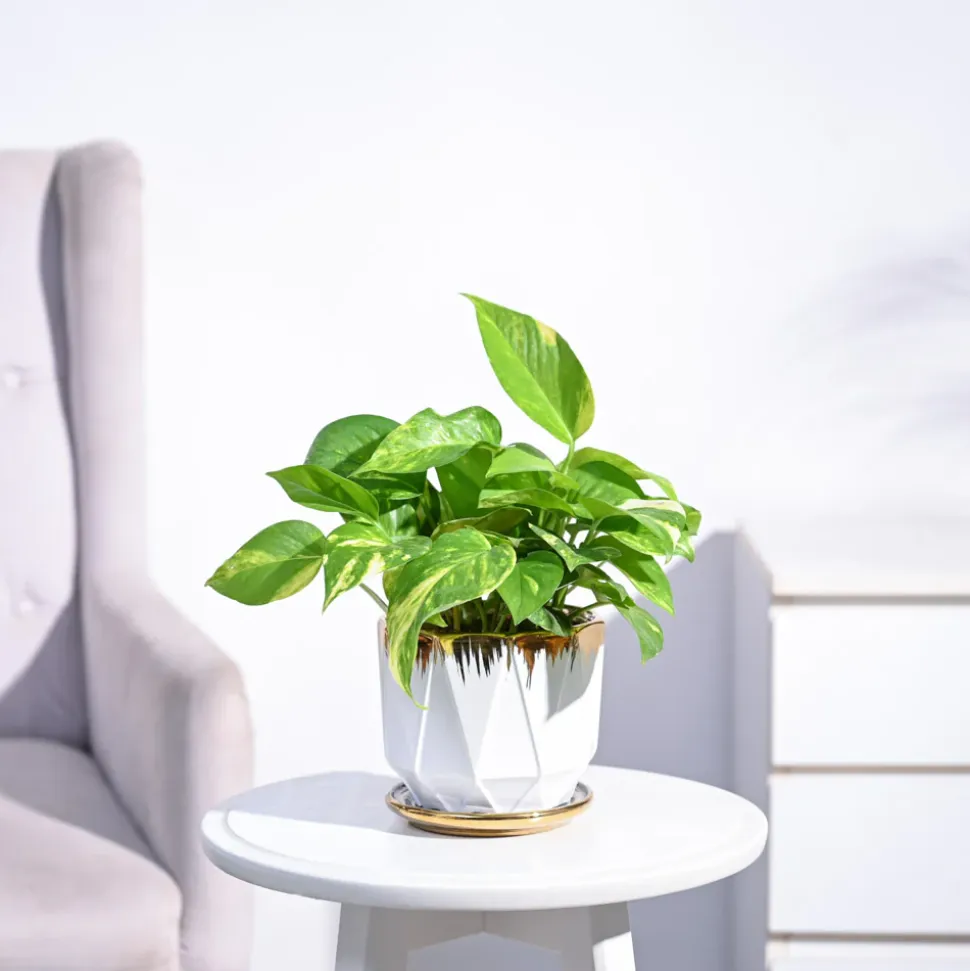 Money Plant Variegated