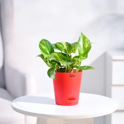 Money Plant Variegated
