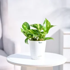 Money Plant Variegated
