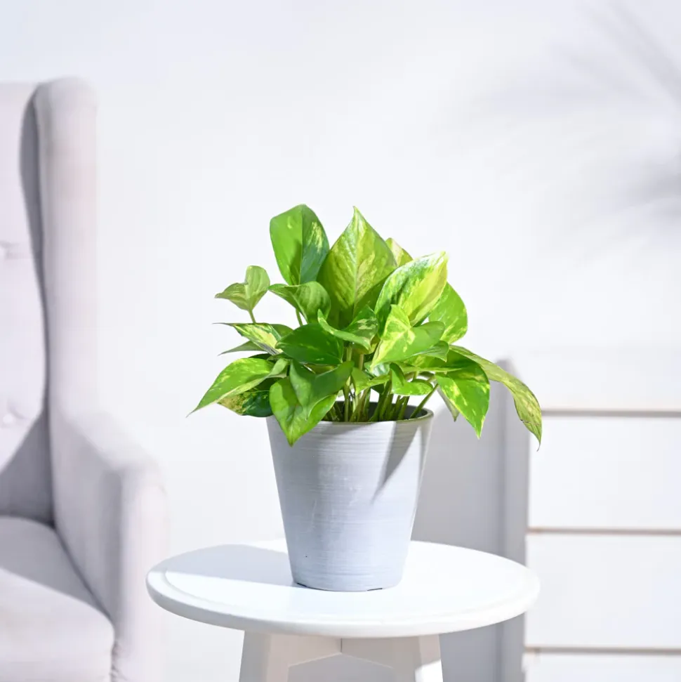 Money Plant Variegated