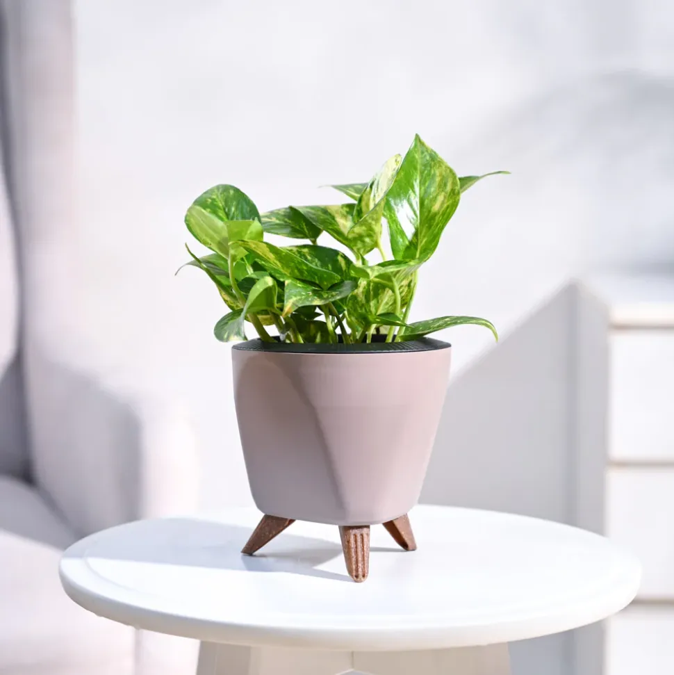 Money Plant Variegated