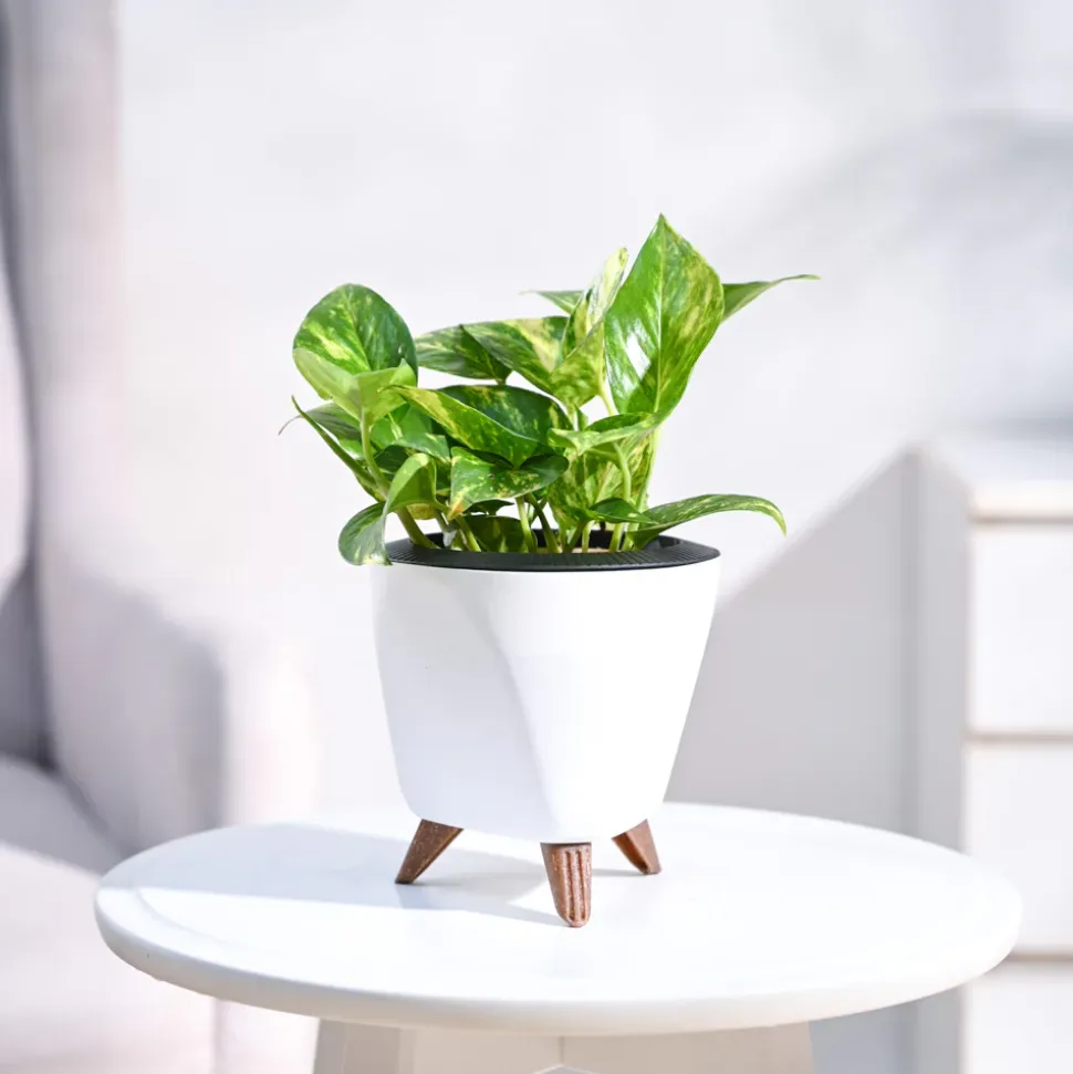 Money Plant Variegated