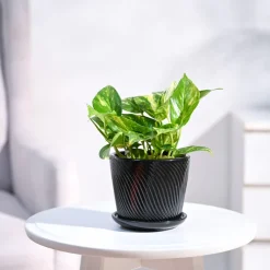 Money Plant Variegated