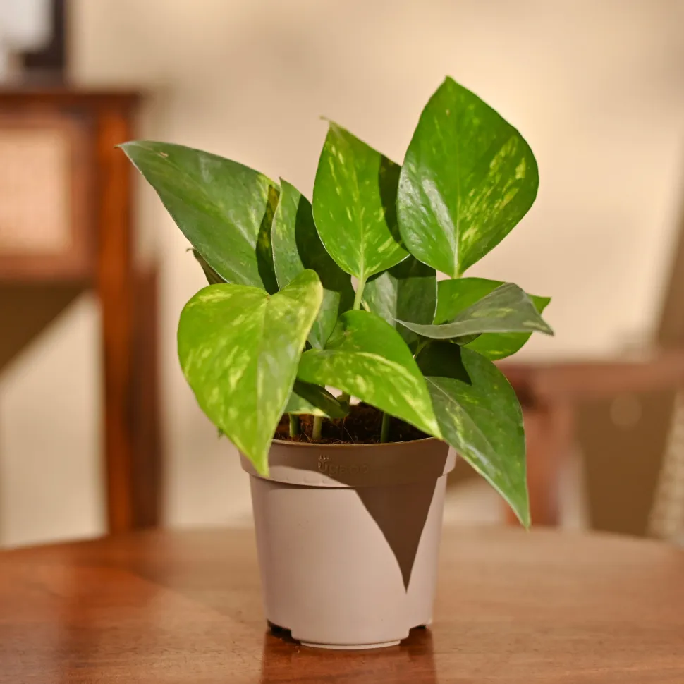 Money Plant Variegated