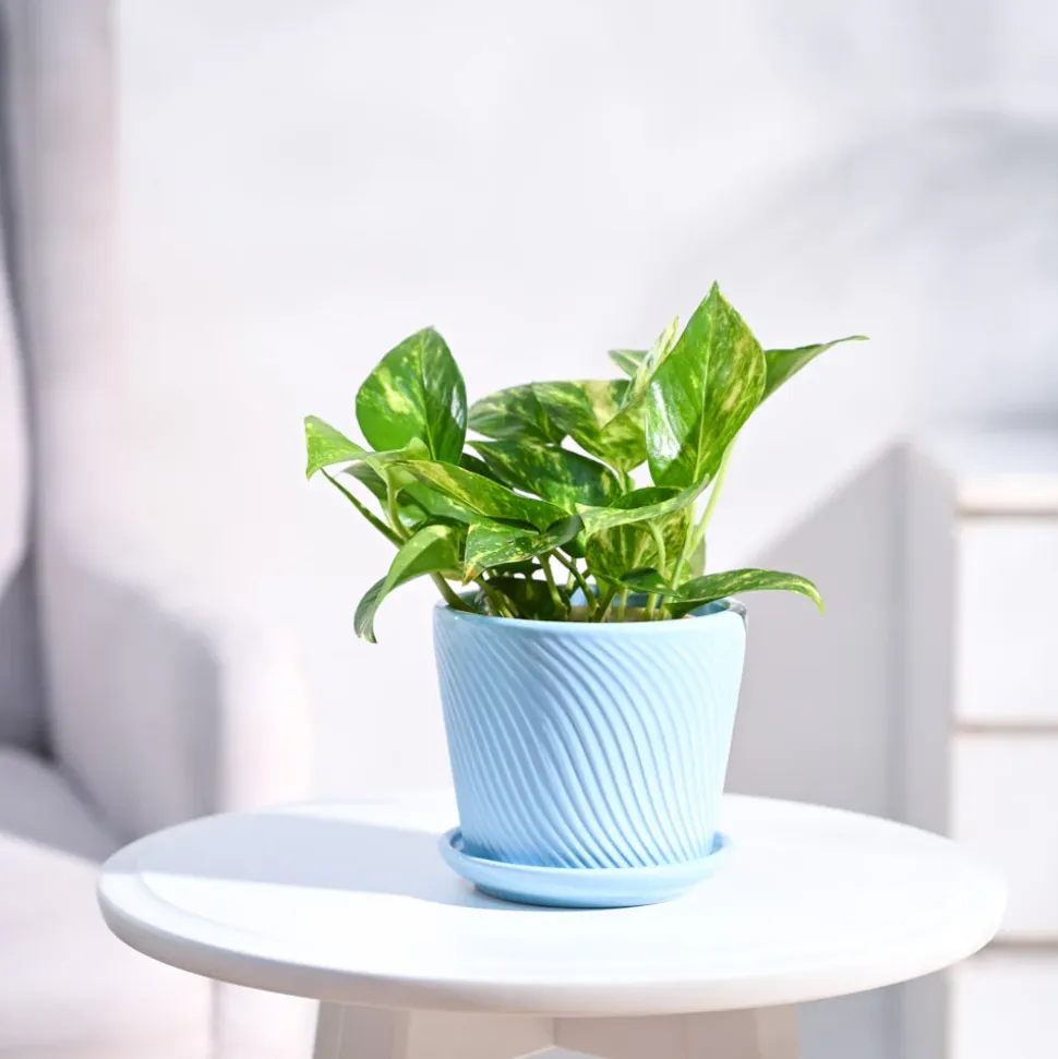 Money Plant Variegated